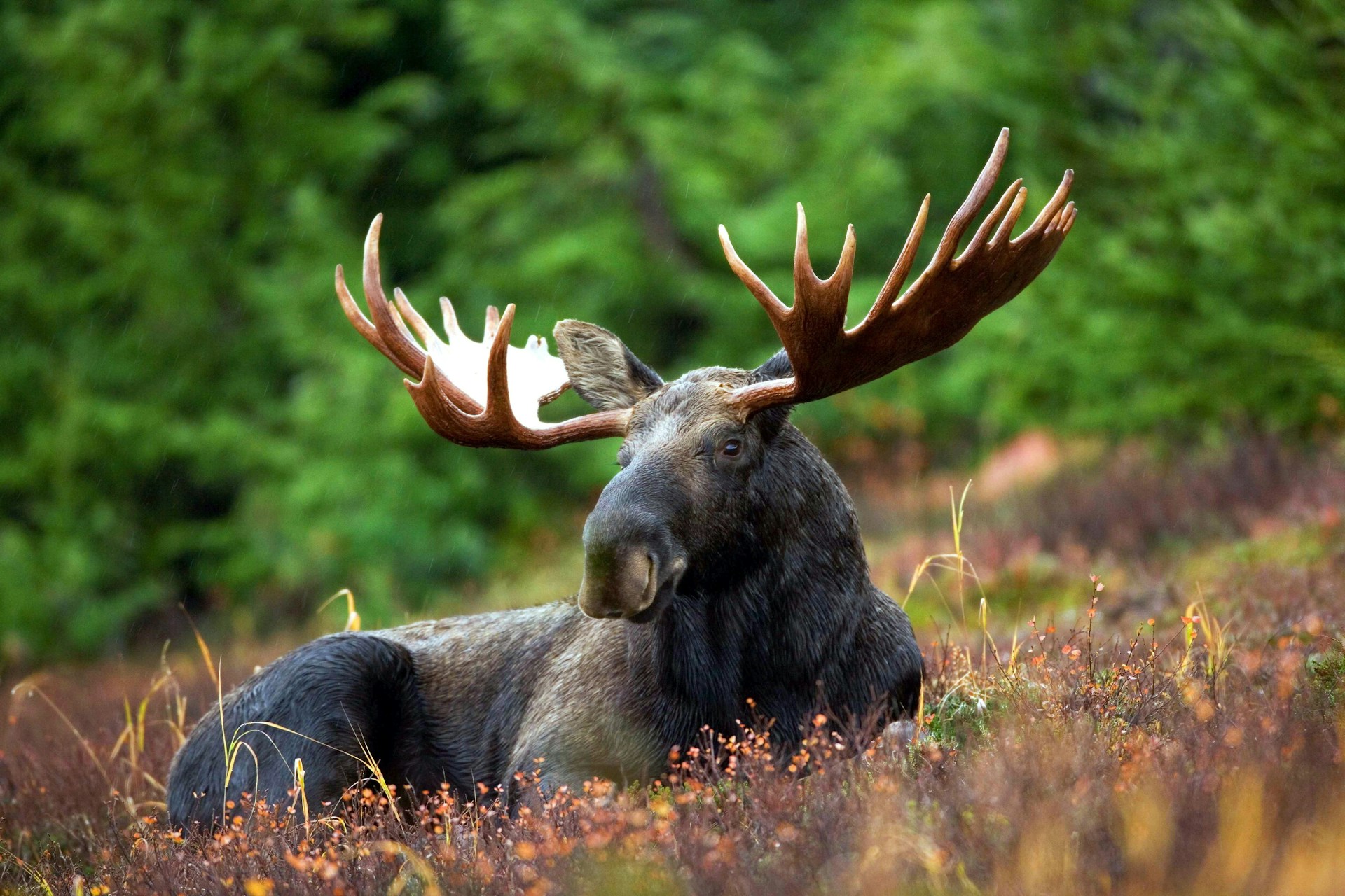 North American Moose