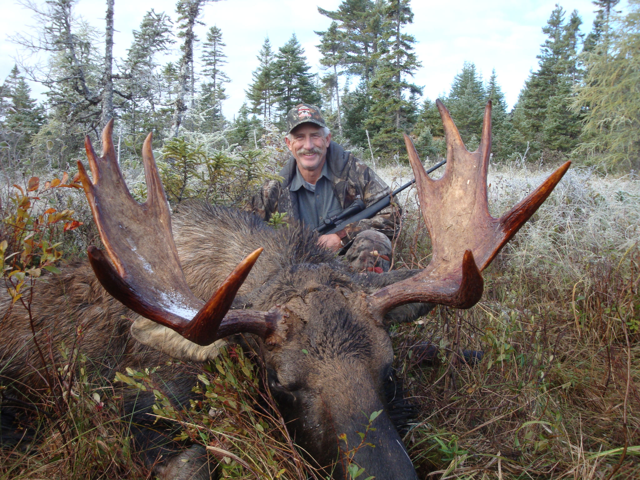 North American Moose
