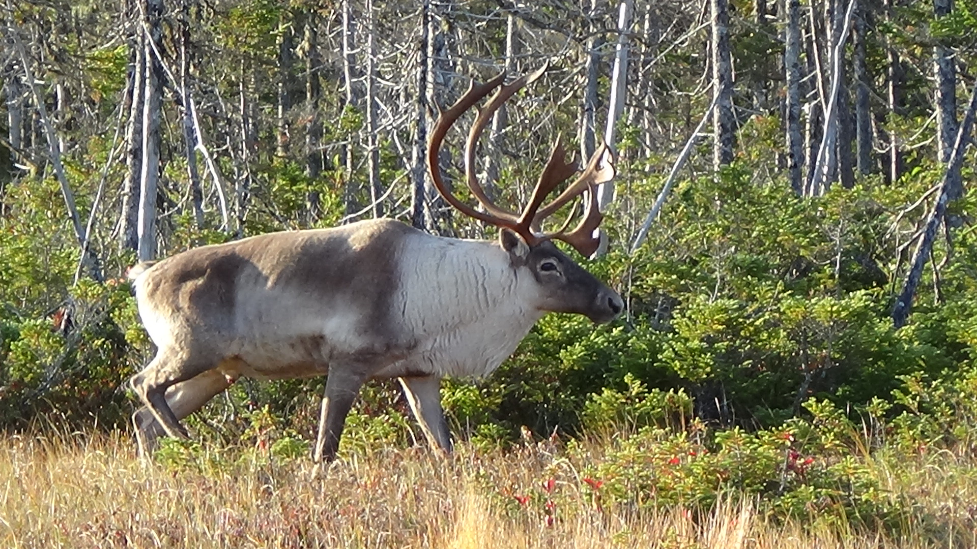 Woodland Caribou